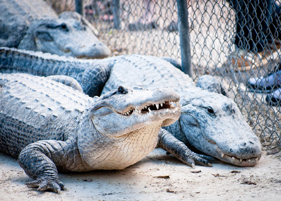 Miami Everglades Airboat Adventure with Transport Image 4