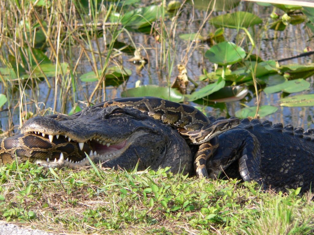 Miami Everglades Airboat Adventure with Transport Image 2